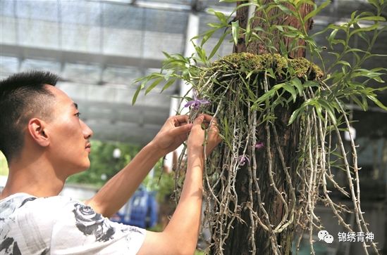 致富经石斛种植_种植石斛的功效与作用_种植石斛致富骗局