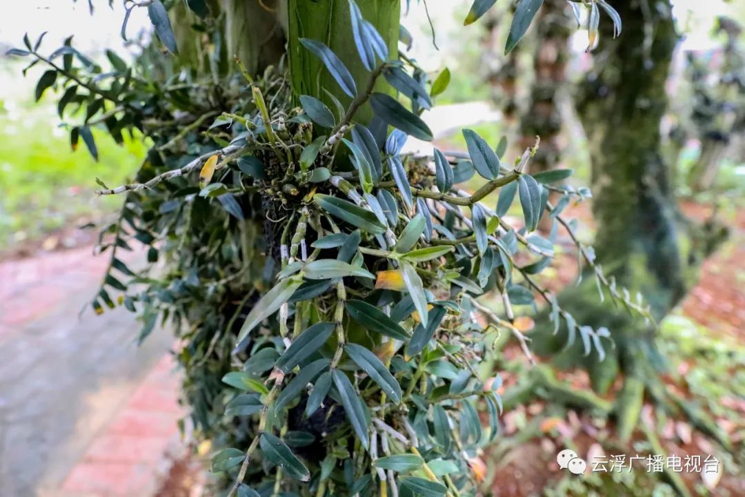 种植石斛利润高吗_种植石斛致富骗局_致富经石斛种植