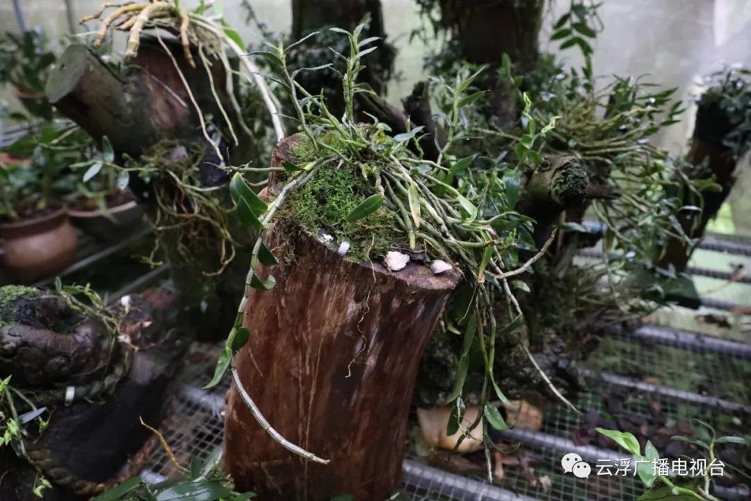 致富经石斛种植_种植石斛致富骗局_种植石斛利润高吗