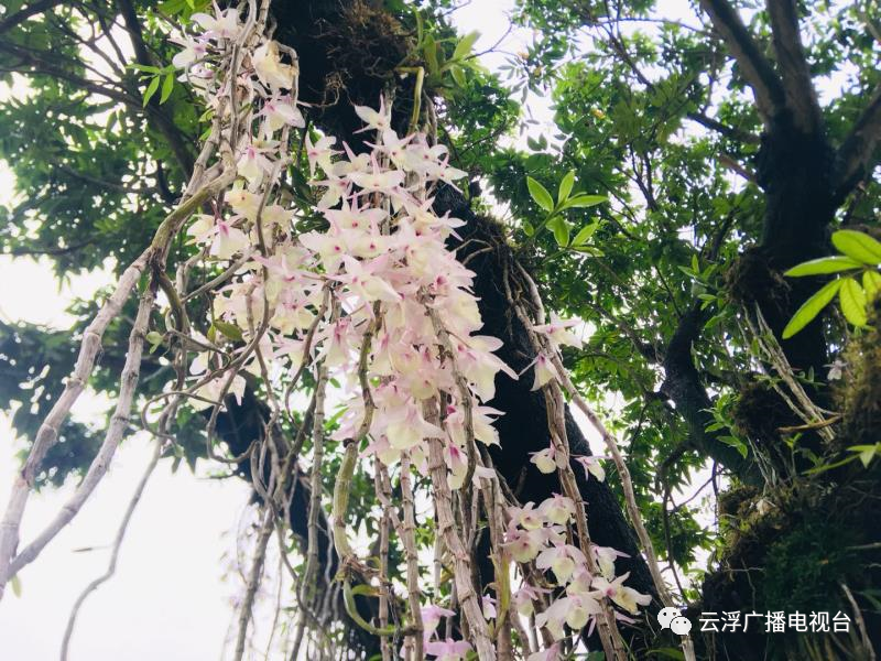 种植石斛致富骗局_种植石斛利润高吗_致富经石斛种植