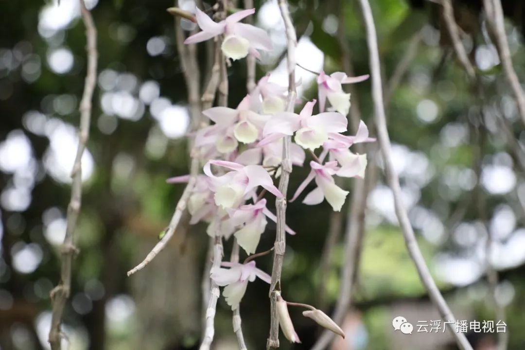 种植石斛利润高吗_种植石斛致富骗局_致富经石斛种植