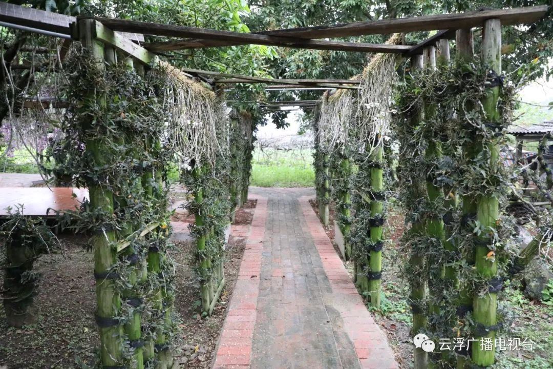 致富经石斛种植_种植石斛利润高吗_种植石斛致富骗局