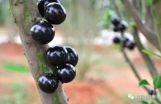 致富骗局种植石斛是真的吗_种植石斛致富骗局_种植石斛的功效与作用