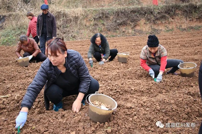 中药种植农民致富_致富中药种植农民有补贴吗_致富药材种植