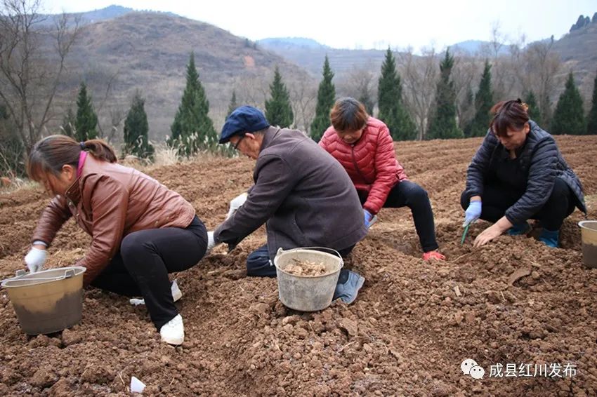 中药种植农民致富_致富中药种植农民有补贴吗_致富药材种植