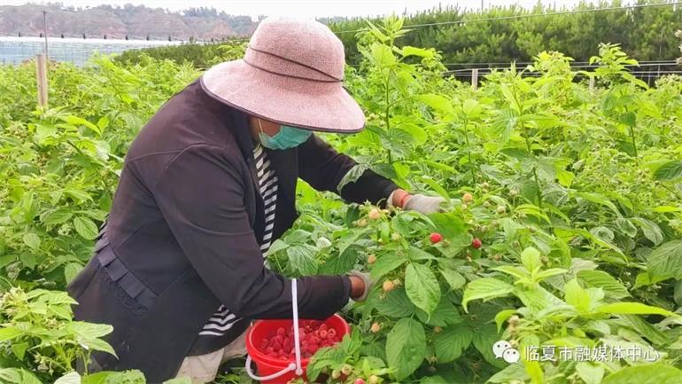 种植树莓挣钱吗_种植树莓的市场前景_种植树莓致富