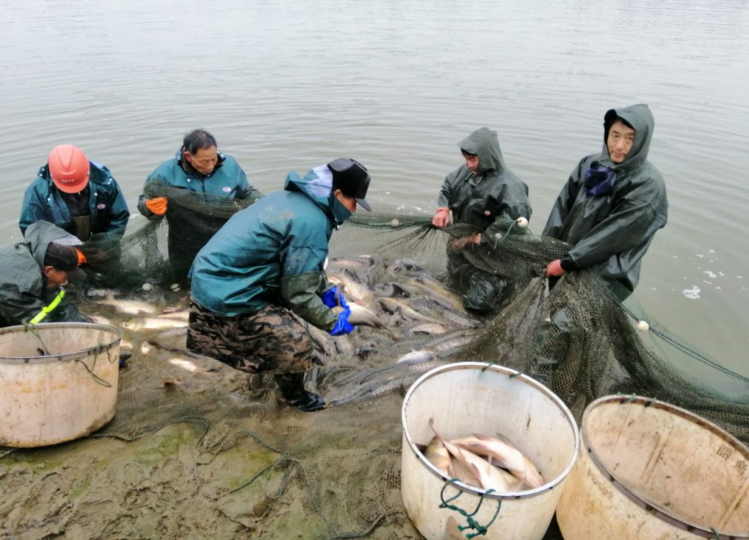 致富经黑鱼养殖朱正伟视频_黑鱼养殖致富_致富经养黑鱼全部视频