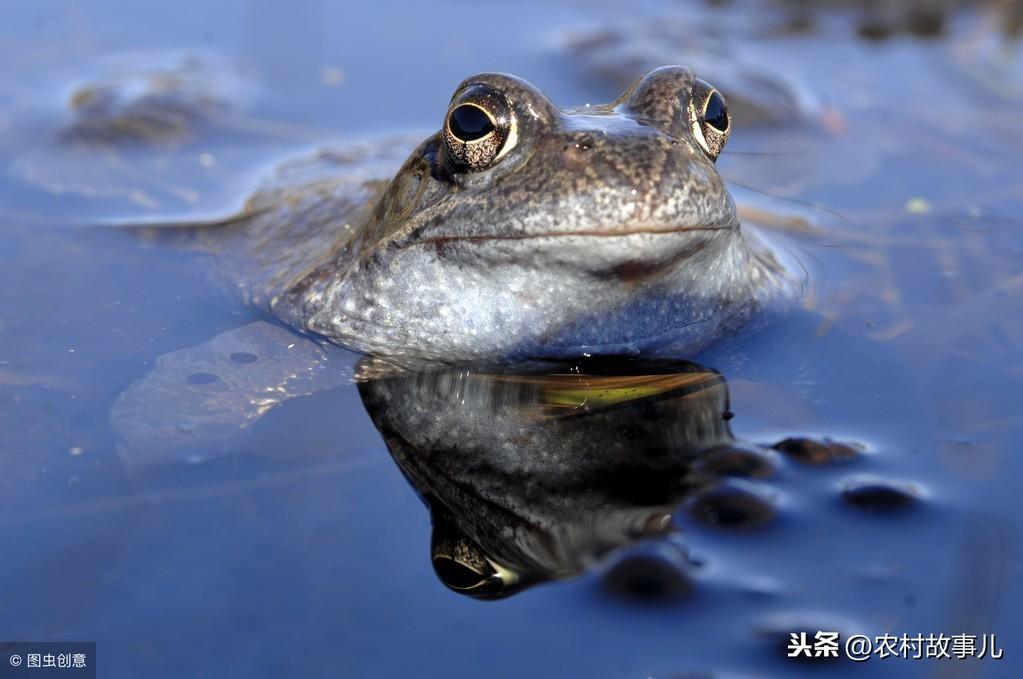 立体养殖技术手段_立体养殖手段技术要求_立体养殖手段技术有哪些