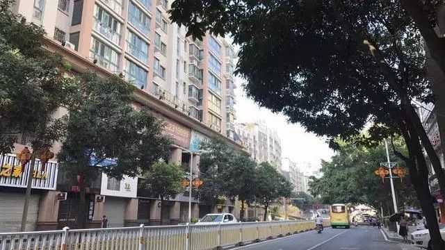 菠萝广东可以种吗_菠萝种植广东树技术与管理_广东树菠萝种植技术
