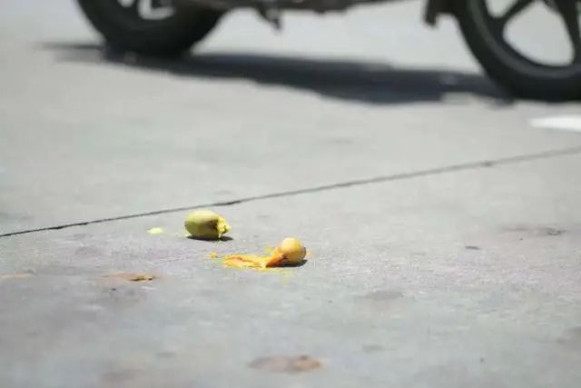 广东树菠萝种植技术_菠萝广东可以种吗_菠萝种植广东树技术与管理