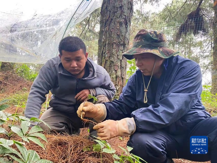 田七的种植技术_田七如何种植的视频_田七种植技术视频