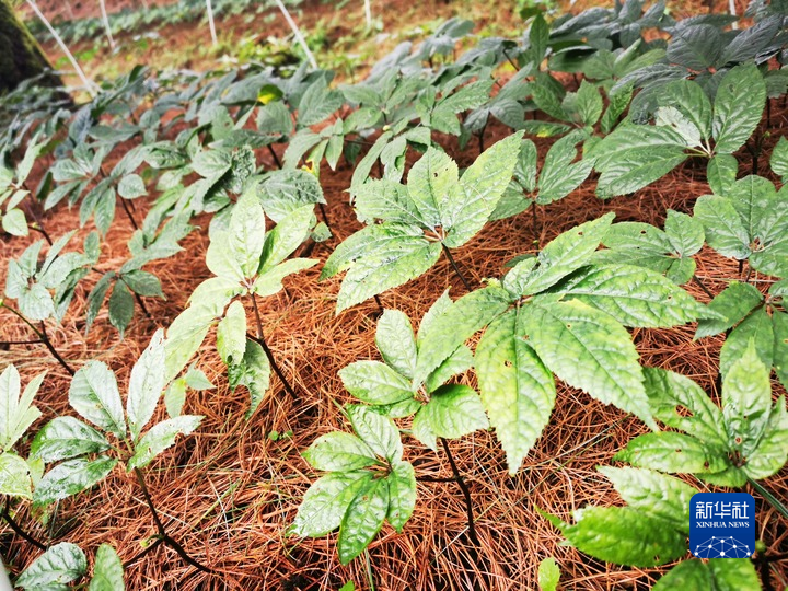 田七如何种植的视频_田七的种植技术_田七种植技术视频