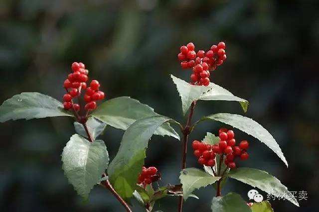 农村致富经中药材种植_致富药材种植_中药种植农民致富