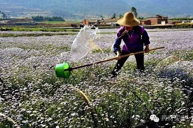 农村致富经中药材种植_致富药材种植_中药种植农民致富