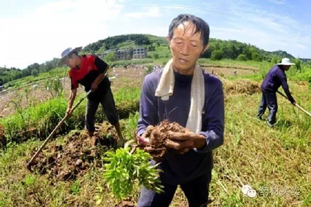 农村致富经中药材种植_中药种植农民致富_致富药材种植