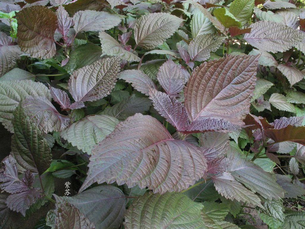 种植金樱子的经济效益_如何种植金樱子_金樱子种植技术视频