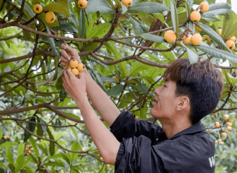 致富经张家港枇杷_张家港枇杷采摘基地_张家港双山枇杷