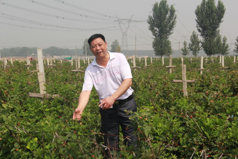 种植树莓创业还有市场吗_种植树莓的前景_种植树莓致富