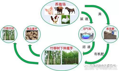 致富经桑树养羊_致富经桑树养猪_致富经桑叶养猪视频