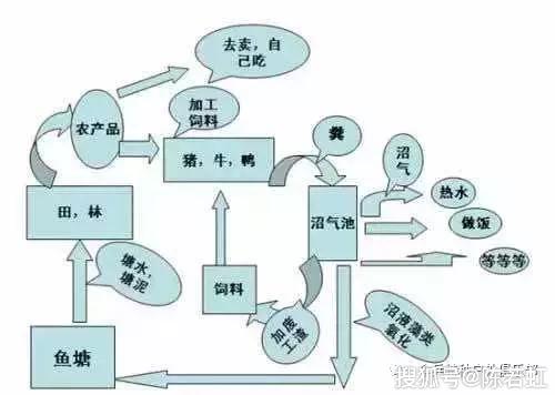 致富经桑叶养猪视频_致富经桑树养猪_致富经桑树养羊