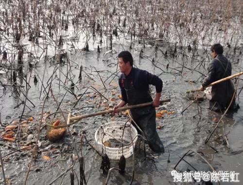 致富经桑叶养猪视频_致富经桑树养猪_致富经桑树养羊