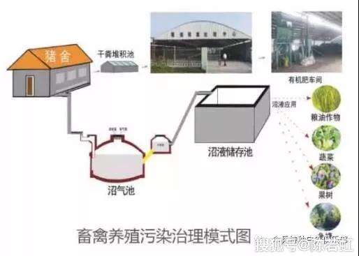 致富经桑树养羊_致富经桑树养猪_致富经桑叶养猪视频