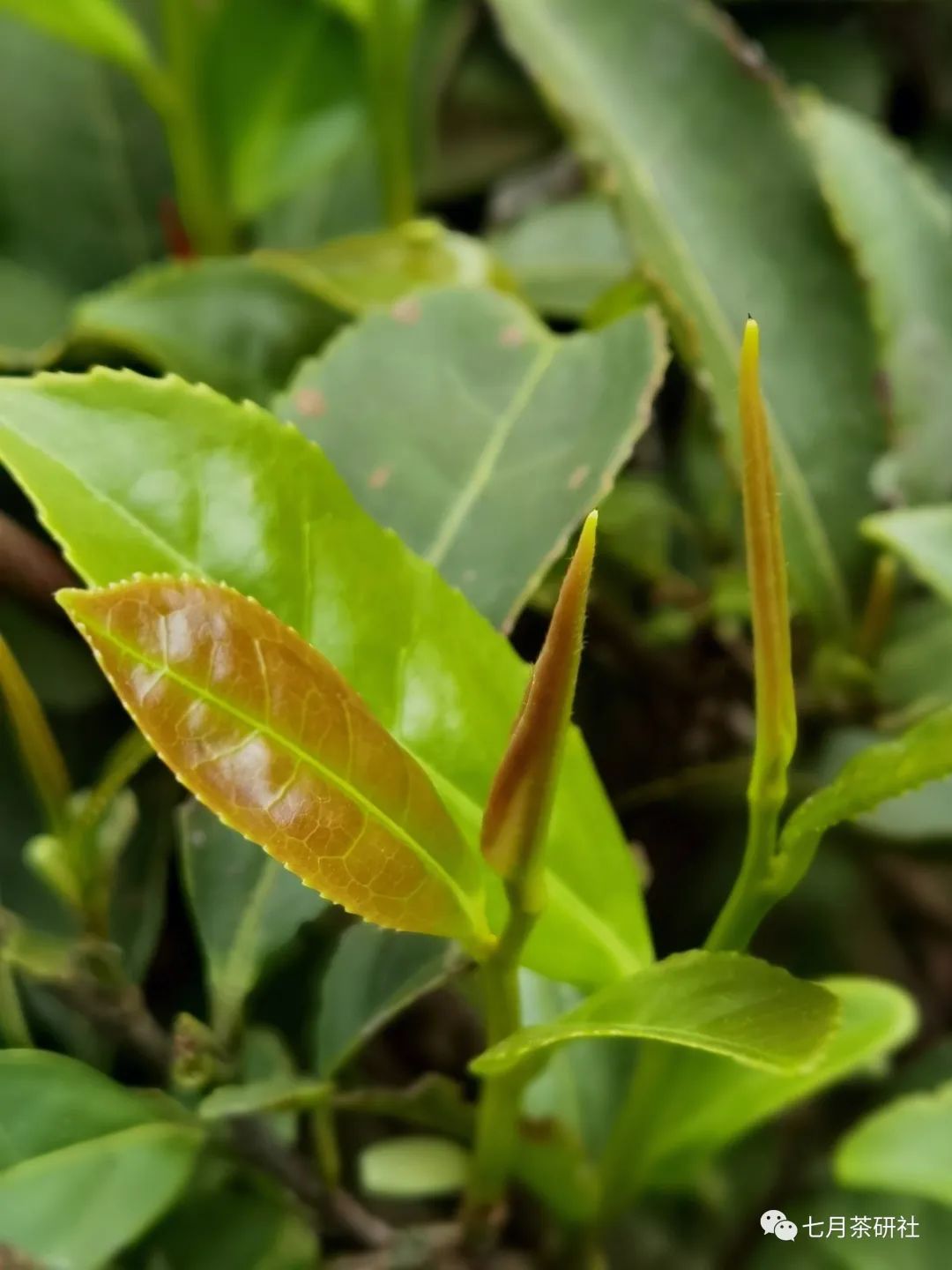 视频种植金樱子技术要点_金樱子种植技术视频_人工种植金樱子经济效益视频