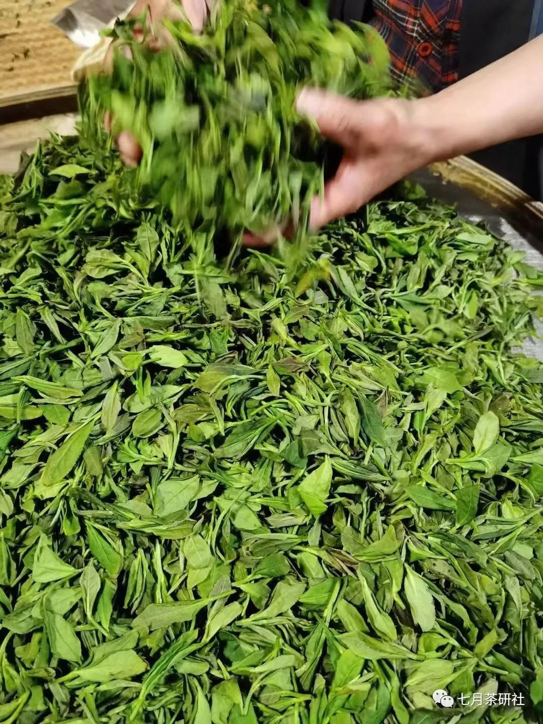 视频种植金樱子技术要点_金樱子种植技术视频_人工种植金樱子经济效益视频