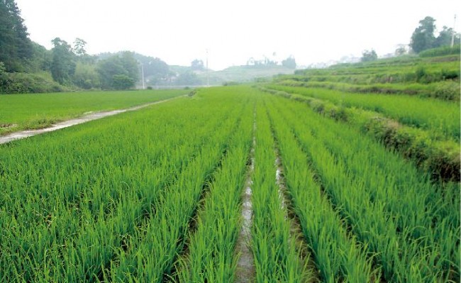 平菇种植交流群_平菇种植市场前景如何_滨州种植平菇致富新闻报道