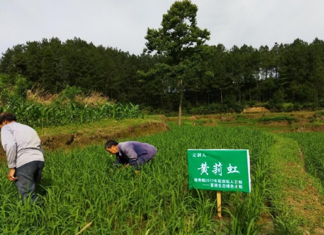 滨州种植平菇致富新闻报道_平菇种植交流群_平菇种植市场前景如何