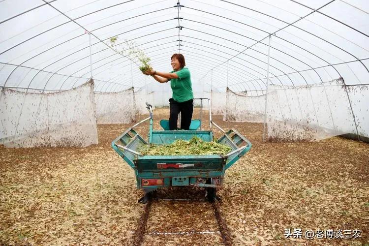 致富养殖秸杆项目招标_秸秆养殖_秸杆养殖致富项目