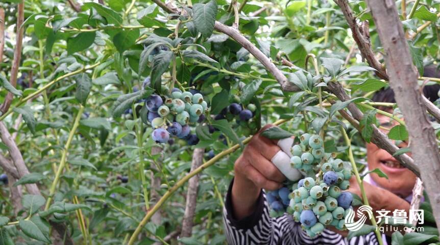 平菇种植市场前景如何_平菇种植交流群_滨州种植平菇致富新闻报道