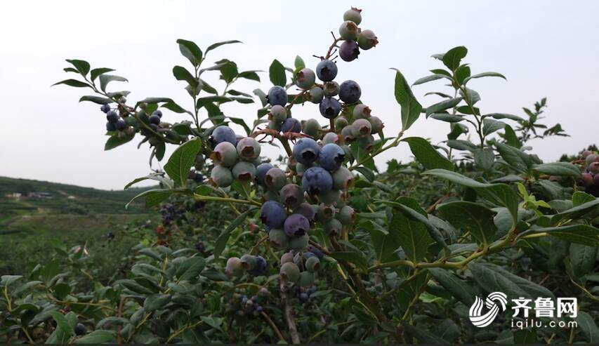 滨州种植平菇致富新闻报道_平菇种植交流群_平菇种植市场前景如何