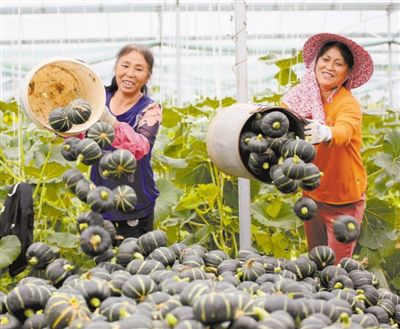 平菇种植交流群_2020平菇种植前景_滨州种植平菇致富新闻报道