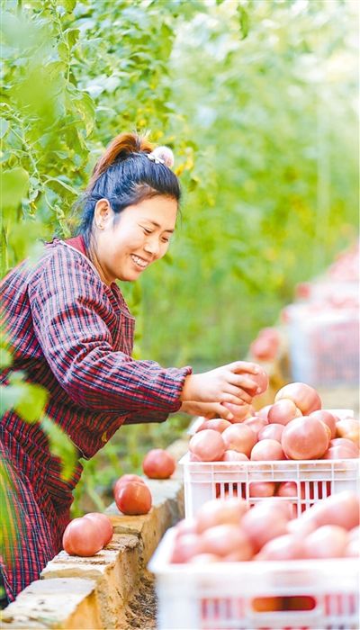 平菇种植交流群_2020平菇种植前景_滨州种植平菇致富新闻报道