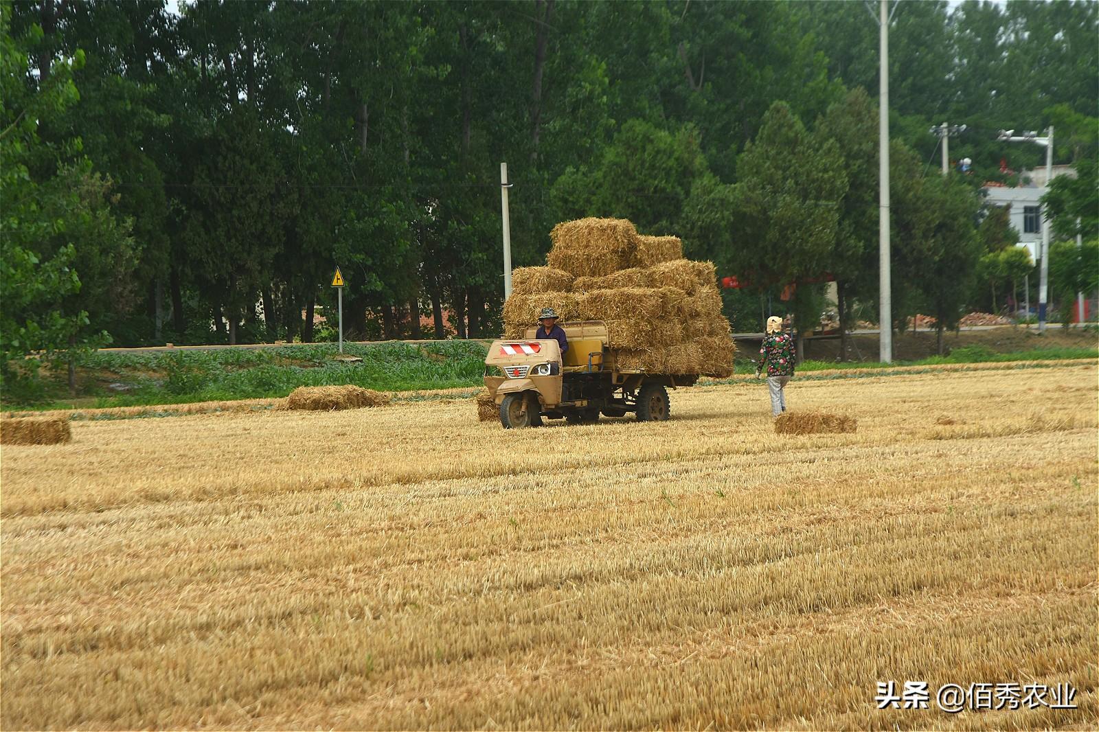 致富养殖秸杆项目招标_秸秆养畜_秸杆养殖致富项目