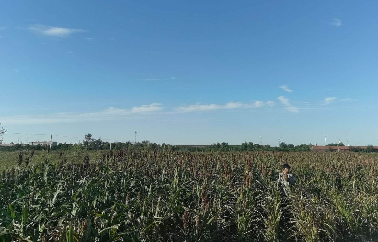 盐碱种植致富视频_盐碱地种庄稼_盐碱地种植技术