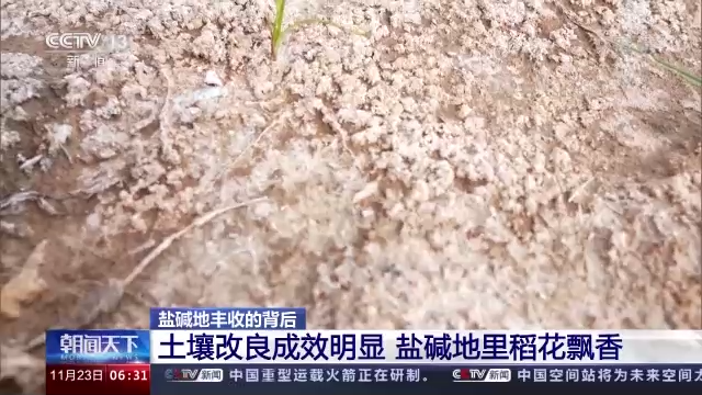 盐碱种植致富视频_盐碱地种植中药材_盐碱地种植技术