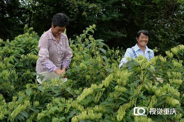 致富经牛蛙养殖_致富蛙养殖虎纹虾好吗_虎纹蛙养殖致富