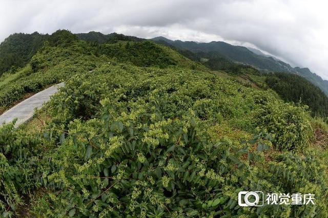 致富蛙养殖虎纹虾好吗_虎纹蛙养殖致富_致富经牛蛙养殖