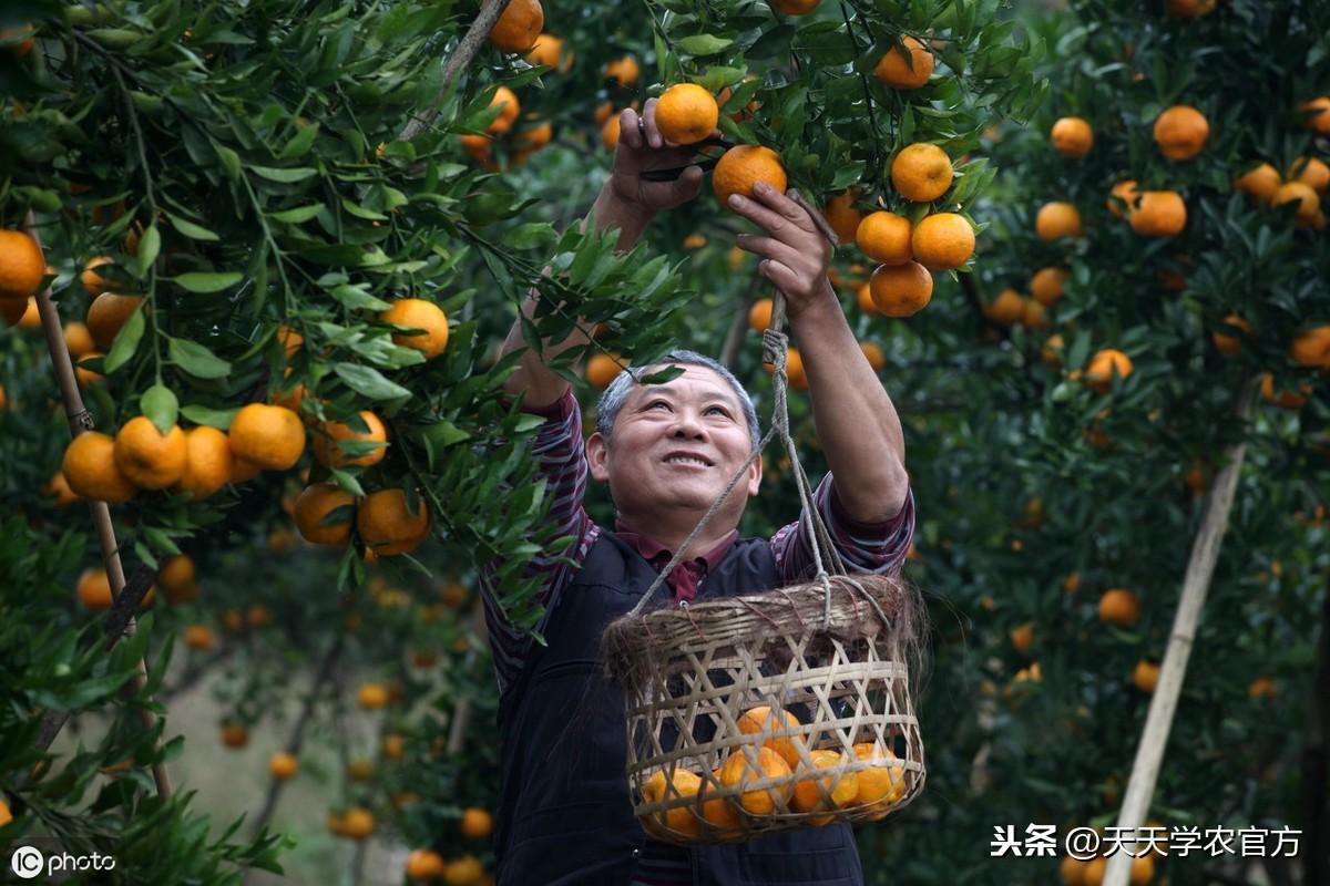 北方种柑橘树能活吗_北方种柑桔致富经_致富北方种柑桔怎么样