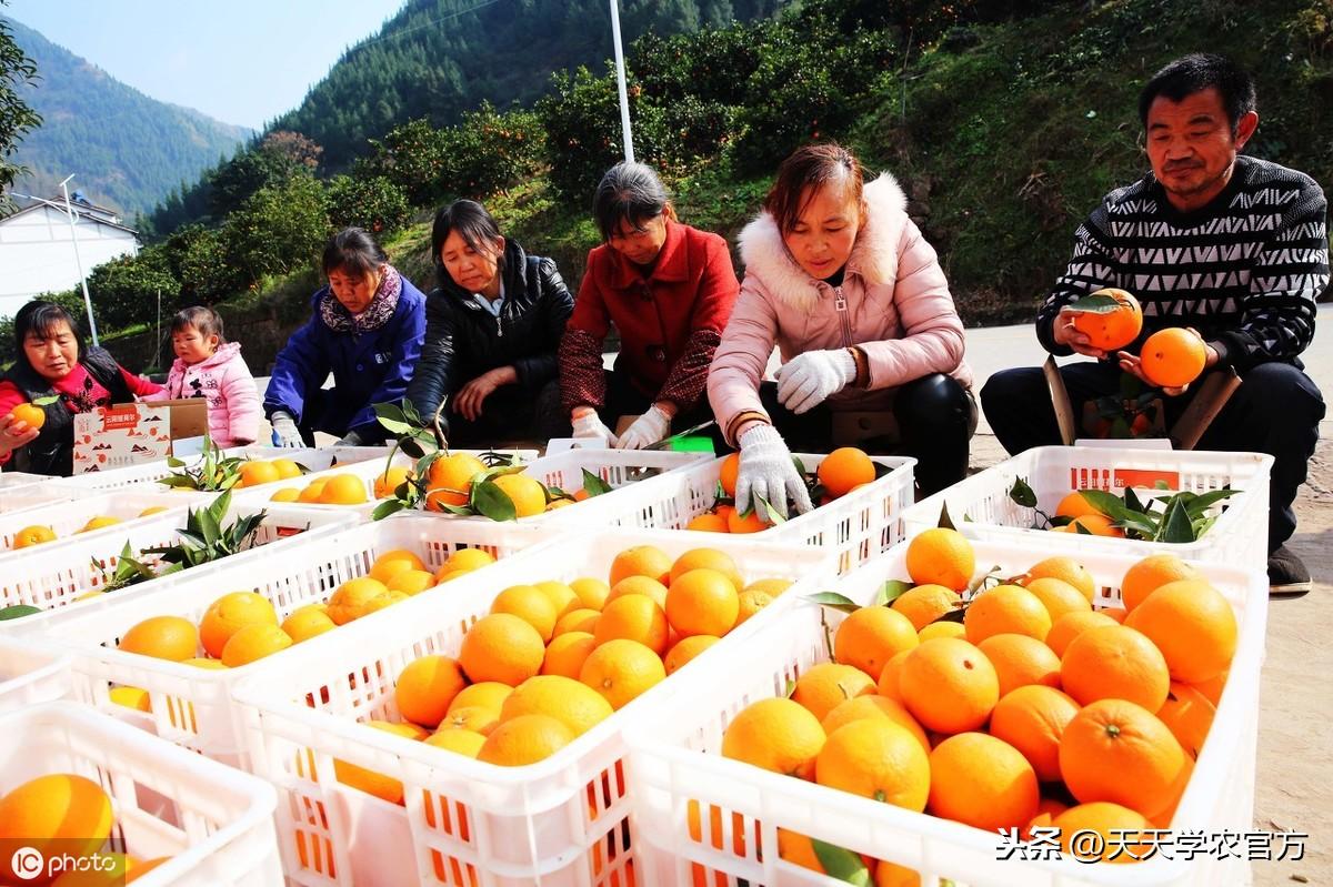 北方种柑橘树能活吗_北方种柑桔致富经_致富北方种柑桔怎么样