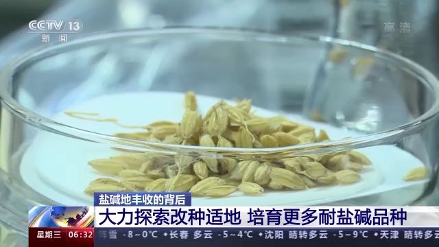 盐碱地种植施工方案_盐碱地种植技术_盐碱种植致富视频