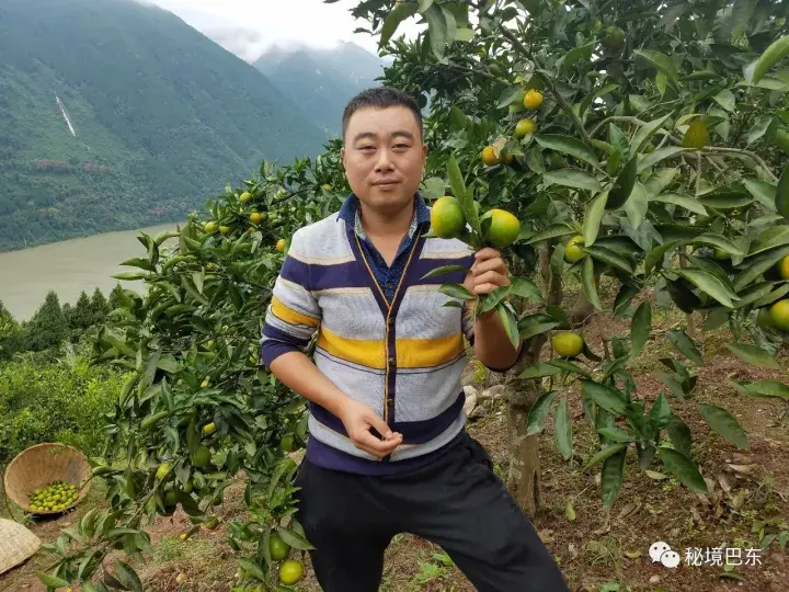 北方种植柑橘_北方种柑桔致富经_致富北方种柑桔怎么样