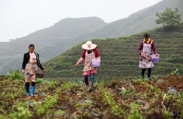 茴香种植收益_致富种植茴香图片_茴香种植致富