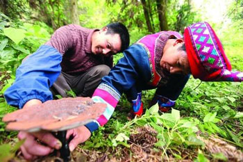 致富经灵芝养鸡_致富灵芝种植_cctv7 致富经灵芝