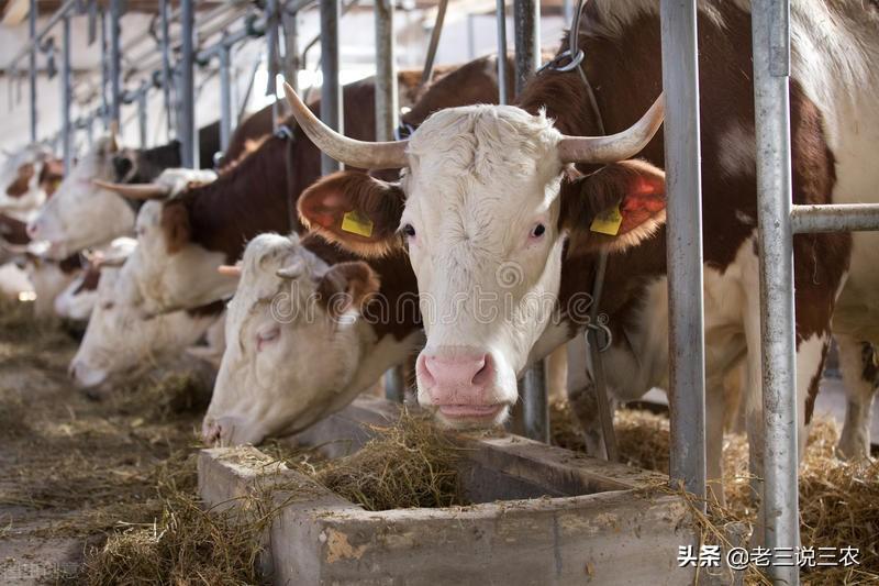 致富经豆油视频_榨豆油机子视频_视频致富豆油是真的吗