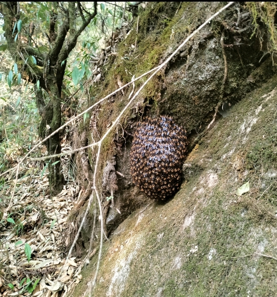 云南野蜂养殖视频_云南土蜂养殖视频技术_云南大黑蜂养殖技术