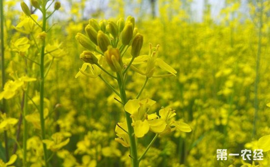 油菜怎么种植？油菜的种植技术和管理