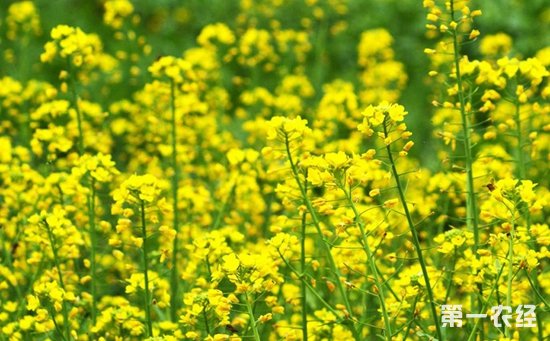 油菜怎么种植？油菜的种植技术和管理